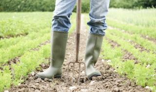 Close Up Of Farmer Working In Organic Farm Field