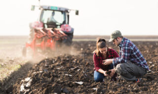Farmers checking the soil of the field